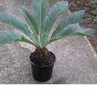 tanaman hias cantik bibit palem sikas - palm sikas