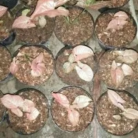 Tanaman Syngonium Pink Tanaman Hias Syngonium Pink Tanaman Hias