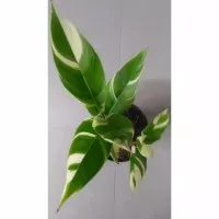 Tanaman heliconia lady varigata - pisang pisangan varigata