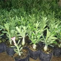 tanaman hias kamboja jepang adenium