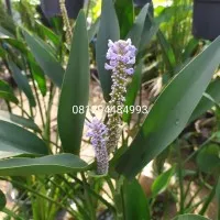 lavender air tanaman hias/tanaman lavender air