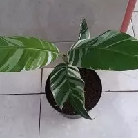tanaman hias banana varigata - pisang varigata
