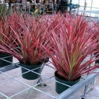 Tanaman Hias Dracaena Tricolor