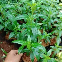 Sambiloto, bibit tanaman sambiloto, andrographis paniculata, herbal