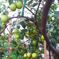 Bibit Tanaman Buah Apel India BERBUAH 60 cm