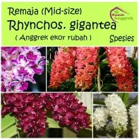 Remaja Rhynchostylis Gigantea bibit anggrek ekor rubah tupai musang