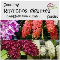 Seedling Rhynchostylis Gigantea bibit anggrek ekor rubah tupai musang