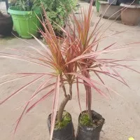 Tanaman Tree colors / Tanaman Dracaena Marginata Tricolor