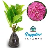 Tanaman Hias Bunga Pancawarna Pink - Hydrangea - Hortensia