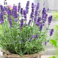 tanaman hias lavender anti nyamuk - bibit tanaman lavender