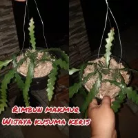 tanaman wijaya kusuma keris/pohon wijaya kusuma keris/wijaya kusuma