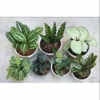 paket tanaman hias clathea 7paket tanaman hias calathea