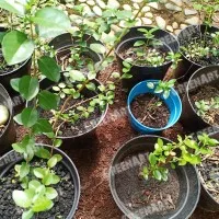 Bibit Bonsai Sancang