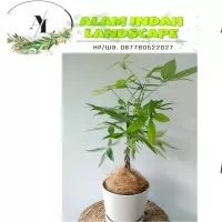 tanaman pacira/pohon uang/money tree + pot
