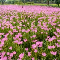 tanaman hias kucai tulip bunga pink-bunga lili pink