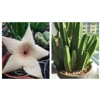 Bibit kaktus stek stapelia grandiflora starfish cactus bunga