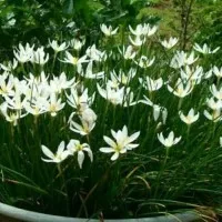 Tanaman Hias Tulip - Kucai Bunga Putih