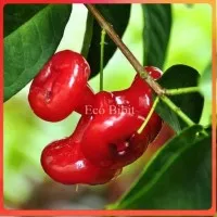 Bibit Jambu Air Kancing Merah