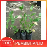 Bibit Tanaman Pohon Siwak Kayu Arak arok 200gram