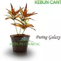 Puring Galaxy