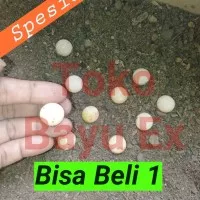 Telur kura bulus labi labi