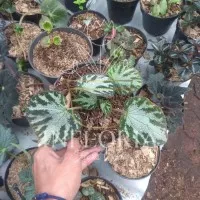 Tanaman Hias Begonia Tiger - Begonia Moss Carpet