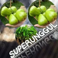 bibit jambu super green