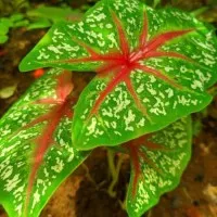 tanaman hias keladi red star