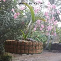 pot sabut kelapa bunga anggrek mini murah