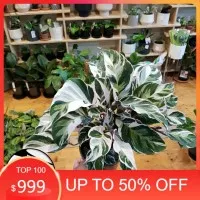 tanaman hias calathea white fushion/ calathea tisu/