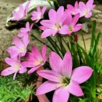 Tanaman hias kucai tulip bunga pink