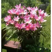 tanaman hias kucai Tulip bunga pink/lili hujan bunga pink