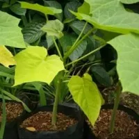 Bibit pohon jarak.tanaman pohon jarak (herbal)